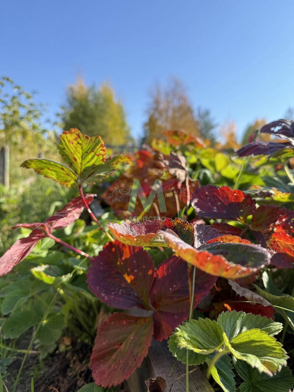 Объект 117322846