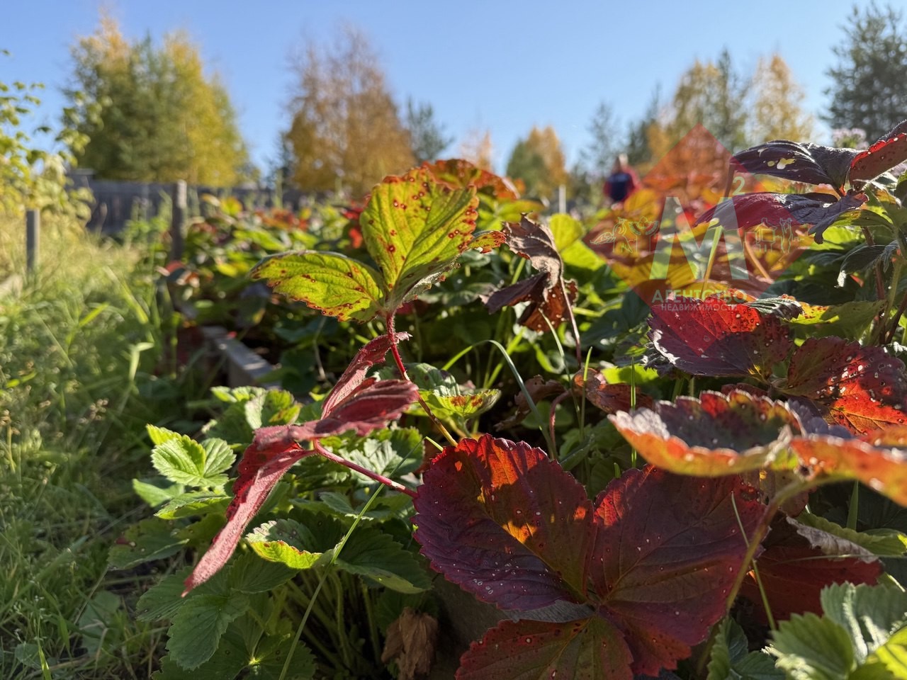 Объект 117322846