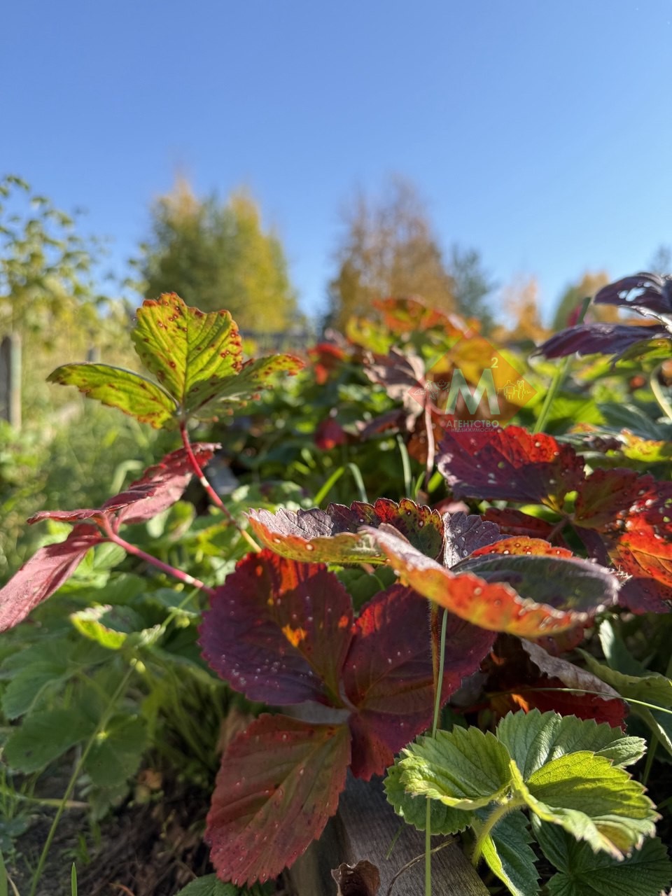 Объект 117322846